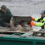 Výlov Dolanského rybníku rybáře mile překvapil. Vytáhli téměř 170 metráků ryb