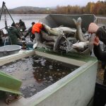 Výlov Dolanského rybníku rybáře mile překvapil. Vytáhli téměř 170 metráků ryb