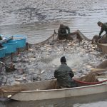 Výlov Dolanského rybníku rybáře mile překvapil. Vytáhli téměř 170 metráků ryb