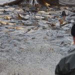 Výlov Dolanského rybníku rybáře mile překvapil. Vytáhli téměř 170 metráků ryb