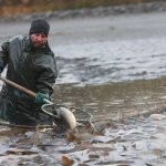 Výlov Dolanského rybníku rybáře mile překvapil. Vytáhli téměř 170 metráků ryb
