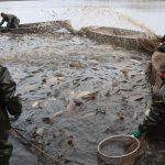 Výlov Dolanského rybníku rybáře mile překvapil. Vytáhli téměř 170 metráků ryb