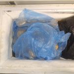 Nepořádek a myši. Inspekce uzavřela na jeden den obchod v Táboře