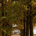 Veřejnost rozhodne o nejkrásnější Aleji roku 2025. Z jihu Čech kandidují tři zástupkyně