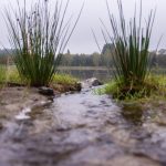 Kde voda znovu našla cestu – krajina rybníků, mokřadů a nových biotopů na rekultivovaných rašeliništích