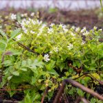 Kde voda znovu našla cestu – krajina rybníků, mokřadů a nových biotopů na rekultivovaných rašeliništích