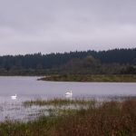 Kde voda znovu našla cestu – krajina rybníků, mokřadů a nových biotopů na rekultivovaných rašeliništích