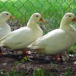 Ptačí chřipka vyřadila z provozu jatka v Mirovicích. Nemocná drůbež tam dorazila z Vysočiny