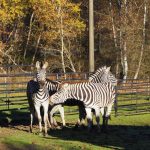 Zoo Dvorec přestěhovala některá zvířata do vnitřních ubikací. Návštěvníci o pohled na ně ale nepřijdou