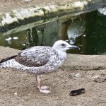 Navštivte Cipíska! Vánoce mohou být v třeboňském Ekocentru vydra každý den