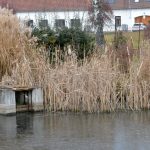 Na Štěpána se běhalo kolem Tálínského rybníka