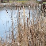 Na Štěpána se běhalo kolem Tálínského rybníka