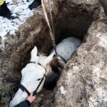 Hasiči vytahovali psa i koně uvízlé v díře, také kočku z řeky
