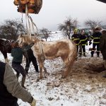 Hasiči vytahovali psa i koně uvízlé v díře, také kočku z řeky