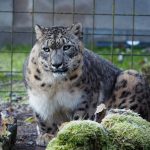 Na cestě do nového domova se v Zoo Dvorec zastavil sněžný levhart