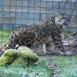 Na cestě do nového domova se v Zoo Dvorec zastavil sněžný levhart