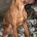 Vyhublý kříženec hledá majitele