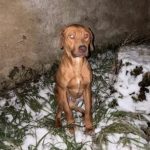 Vyhublý kříženec hledá majitele