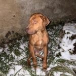 Vyhublý kříženec hledá majitele