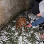 Vyhublý kříženec hledá majitele