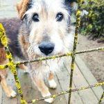 Dobrovolníci před Vánoci obdarovali zvířecí azyl Sirius