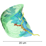 Vědci detailně popsali první okamžiky infekce lymské boreliózy