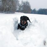 Dočkáme se letos bílých Vánoc?