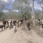 Hanka ze Zlivi našla druhý domov v africké vesnici Masajů. Snaží se teď pomoci tamním obyvatelům