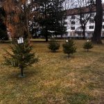 Dětské ruce proměnily park u Spektra v Sezimově Ústí ve vánoční místo