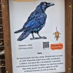 Navštivte Cipíska! Vánoce mohou být v třeboňském Ekocentru vydra každý den