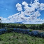 Hanka ze Zlivi našla druhý domov v africké vesnici Masajů. Snaží se teď pomoci tamním obyvatelům