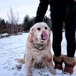 Hledá se majitel fenky zlatého retrívra