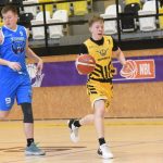 Mladí Sršni nedali táborským Medvědům šanci