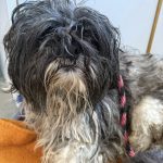 Krumlovský psí útulek zachránil deset zanedbaných psů, pod nánosy srsti nebyla vidět kůže