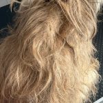 Krumlovský psí útulek zachránil deset zanedbaných psů, pod nánosy srsti nebyla vidět kůže