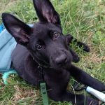 Policejní štěně Lizard se připravuje na službu u táborské městské policie