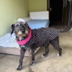 Psí Vánoce přinesly krumlovskému útulku téměř 50 tisíc korun. Přispěli i žáci ZŠ T. G. Masaryka