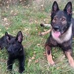 Policejní štěně Lizard se připravuje na službu u táborské městské policie