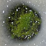 Zelený led na Lipně: Sinice překvapily uprostřed zimy