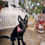 Policejní štěně Lizard se připravuje na službu u táborské městské policie