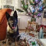 Policejní štěně Lizard se připravuje na službu u táborské městské policie