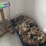 Krumlovský psí útulek zachránil deset zanedbaných psů, pod nánosy srsti nebyla vidět kůže