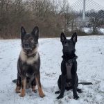 Policejní štěně Lizard se připravuje na službu u táborské městské policie