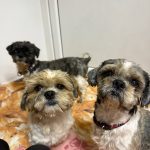 Krumlovský psí útulek zachránil deset zanedbaných psů, pod nánosy srsti nebyla vidět kůže