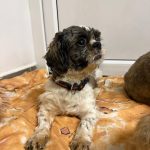 Krumlovský psí útulek zachránil deset zanedbaných psů, pod nánosy srsti nebyla vidět kůže