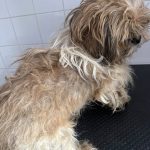 Krumlovský psí útulek zachránil deset zanedbaných psů, pod nánosy srsti nebyla vidět kůže