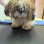 Krumlovský psí útulek zachránil deset zanedbaných psů, pod nánosy srsti nebyla vidět kůže