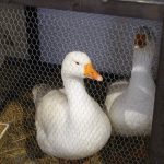 Chovatelé ve Frahelži zaplnili halu králíky, holuby i drůbeží. Výstava přilákala 52 vystavovatelů