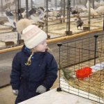 Chovatelé ve Frahelži zaplnili halu králíky, holuby i drůbeží. Výstava přilákala 52 vystavovatelů