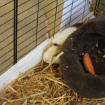 Chovatelé ve Frahelži zaplnili halu králíky, holuby i drůbeží. Výstava přilákala 52 vystavovatelů